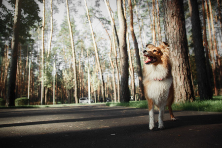 牧羊牧羊犬