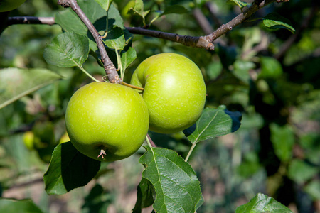 在树枝上用有机苹果关闭树枝, 水果在果园准备采摘