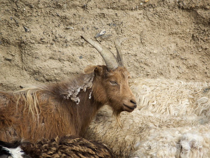 年轻的红山羊的肖像
