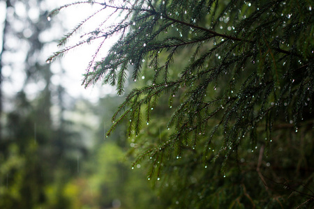 与雨滴的松树