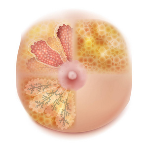 女性乳房解剖与生理学结构详细彩色逼真的白色背景医学插图照片