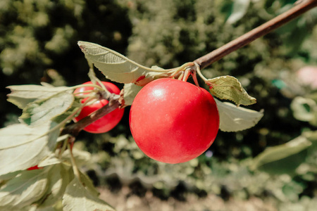 红苹果在花园的树枝上清晨。新鲜多汁水果, 有机产品在夏季花园的自然环境中