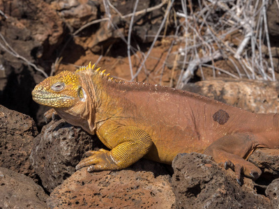 Conolophus subcristatusBaltra 岛加拉帕戈斯大公加拉帕戈斯群岛的画像