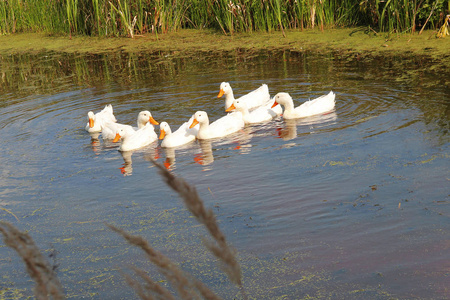 鸭子白色农夫的鸟漂浮在 waddom, 在温暖的春天天