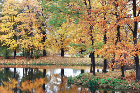 池塘在秋天公园风景由水在秋天森林里, 反射秋天树和小树枝水冷的池塘。落叶水。树叶落在池塘城市公园里