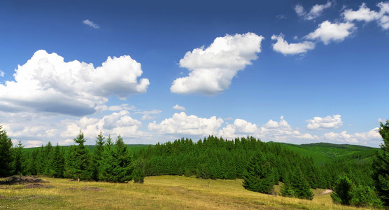 夏季杉木树森林景观