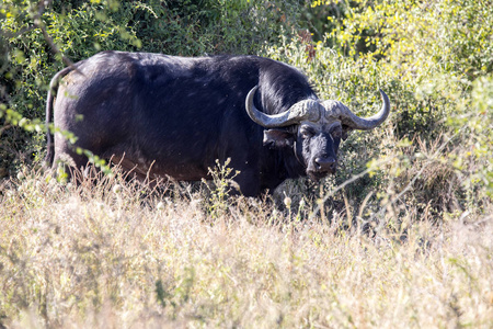 大水牛公牛, Syncerus c. caffer, 丘比国家公园, 博茨瓦纳