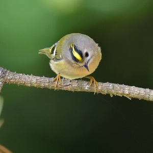 自然栖息地的金冠小王Regulus Regulus