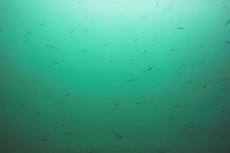 深海鱼类水下池塘生态系统的研究