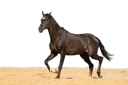 棕色和白色的马图片-棕色和白色的马素材-棕色和白色的马插画-摄图新