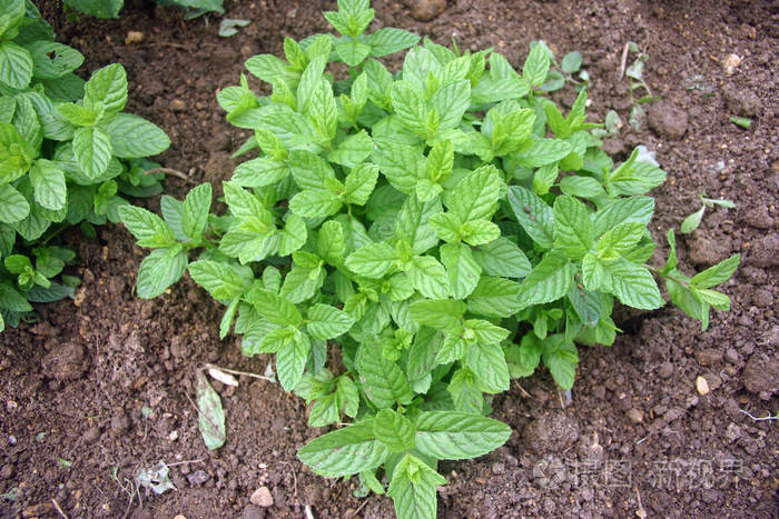 草本薄荷 (薄荷) 生长在全太阳的除草土壤中.棕壤背景