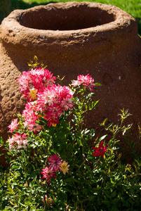 粉红色玫瑰在一个大陶器的一边在花园里