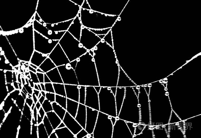 黑色背景下的蜘蛛网络图形剪影