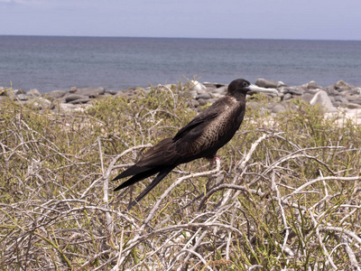 男性宏伟的 frigatebird, Fregata magnificens, 在巢, 北西摩, 加拉帕戈斯群岛, 厄瓜多尔