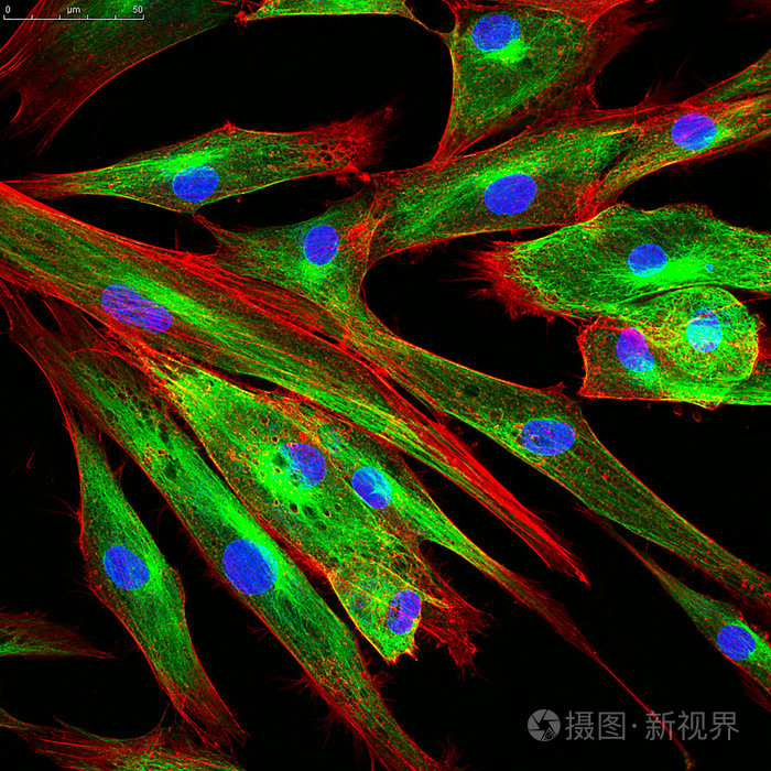 成纤维细胞的共焦显微镜