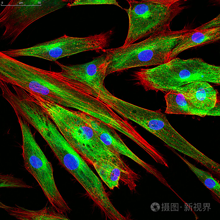成纤维细胞显微镜图片图片