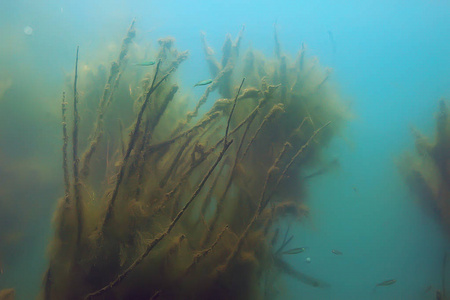 红树林区鱼类水下景观研究