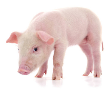 表示在白色背景的猪照片