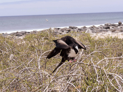 女性华丽的 frigatebird, Fregata magnificens, 在巢, 北西摩, 加拉帕戈斯群岛, 厄瓜多尔