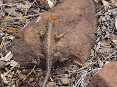 Microlophus albemarlensis, Baltra 岛, 加拉帕戈斯的雄性加拉帕戈斯熔岩蜥蜴