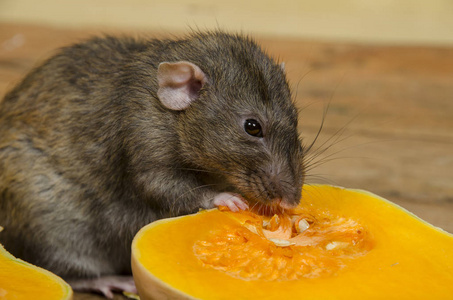老鼠吃图片