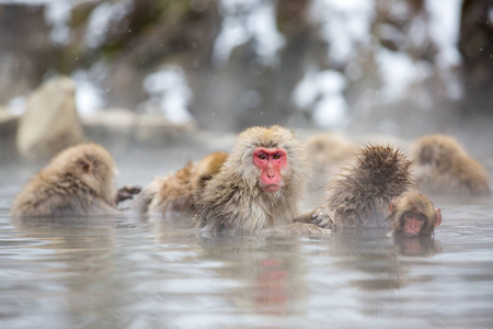 一些猕猴在亚洲日本与家人沐浴