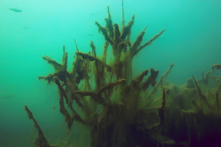 红树林区鱼类水下景观研究