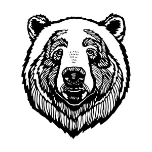 黑白熊头像线艺术矢量插图在白色背景下隔离照片