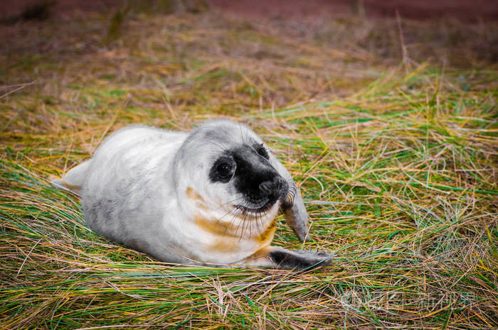 婴儿海豹躺在沙滩上的唐娜角落海豹殖民地, 英国