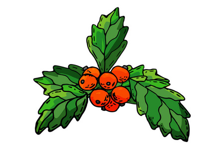 欧洲圣诞浆果冬青 aquifolium 叶和果。花枝红色圣诞冬季装饰圣诞浆果符号。矢量装饰冬青圣诞叶传统饰品符号