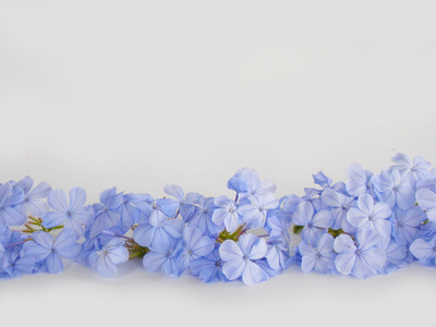 美丽的蓝色花，白色背景上