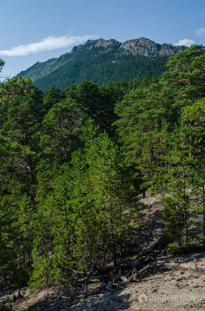 山坡陡峭的悬崖上发芽的松树林.野生动物