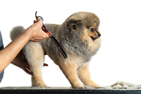 狗狗头美容师在美容院为狗狗理发的小狗的头发照片