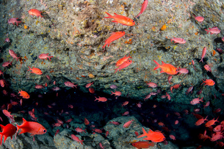 学校的 Soldierfish