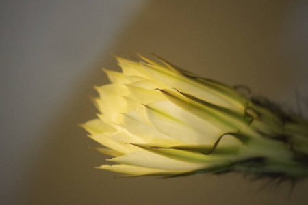 室内植物白色开花老仙人掌 echinopsis tubiflora 在暮光背景下