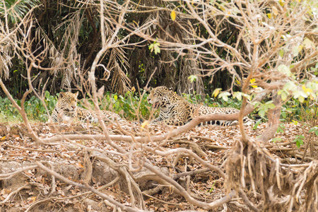 在从巴西潘塔纳尔湿地，河岸上的捷豹。巴西的野生猫科动物。自然和野生动物