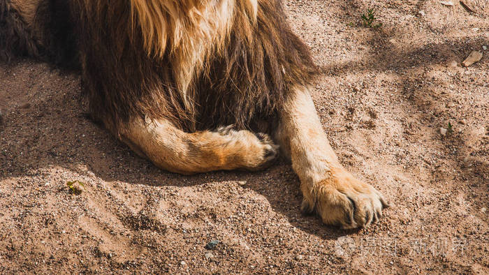 狮子, 非洲大草原的国王静静地躺在