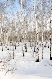 美丽的冬天桦木森林