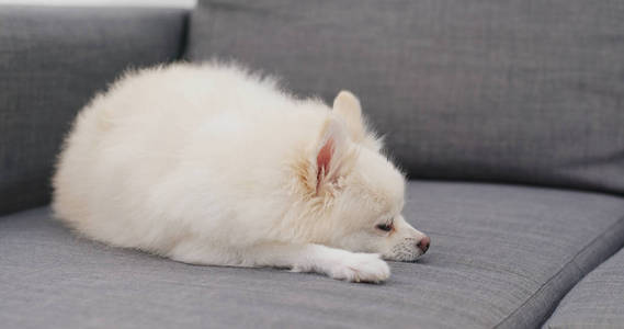 波美拉尼亚狗睡在沙发上