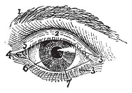 这个插图代表左人眼的外观, 复古线画或雕刻插图