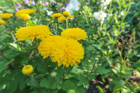 黄色菊花花。盛开在花园里