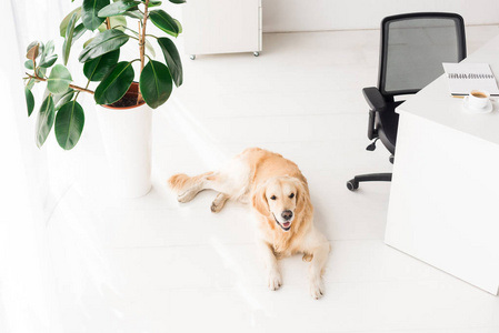 金猎犬狗躺在白色的地板附近植物在办公室