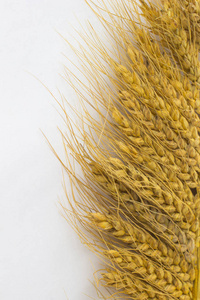 小麦和谷物在白色背景上的穗状花序。顶部视图。特写