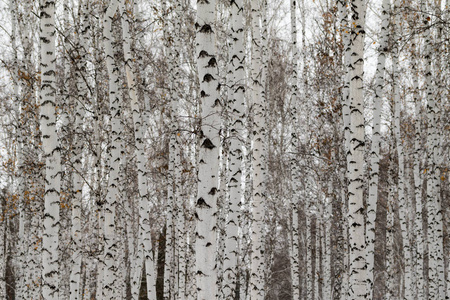 白桦林冬季景观
