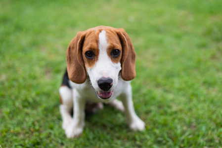 可爱的小猎犬在地板上