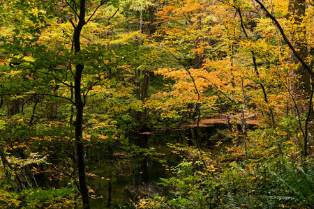 秋天的湖泊和森林