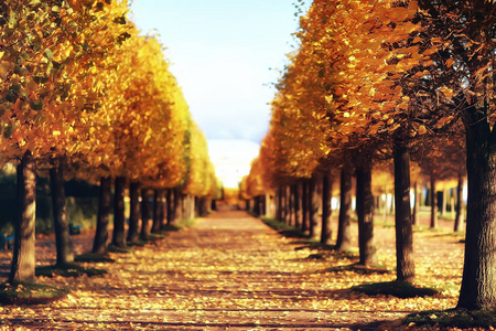 彼得夏宫秋季公园的秋天风景在圣彼得堡, 秋天季节在黄色公园里