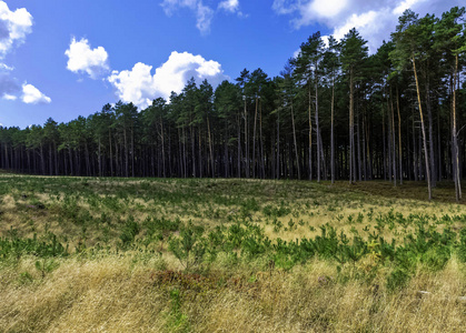 波兰野生森林Kampinos 国家公园
