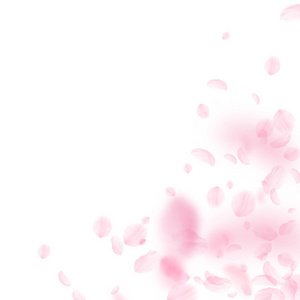 樱花花瓣落下。浪漫的粉红色花角。白色正方形背景上的飞花瓣