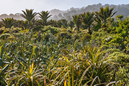 新西兰南岛西海岸有 Nikau 棕榈树的热带雨林